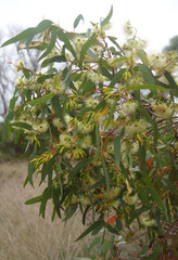 Eucalyptus occidentalis