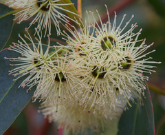Eucalyptus occidentalis