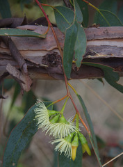 Eucalyptus occidentalis