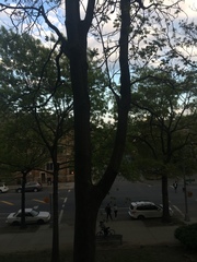 Phellodendron amurense