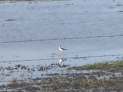 Himantopus mexicanus