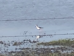 Himantopus mexicanus