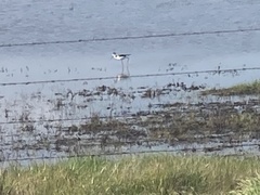 Himantopus mexicanus