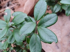 Vaccinium vitis-idaea