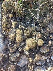 Coryphantha neglecta