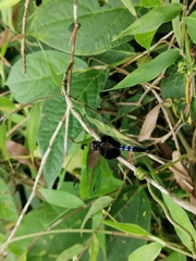 Erythrodiplax unimaculata
