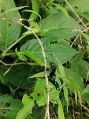 Erythrodiplax unimaculata