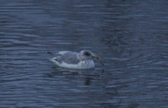 Larus argentatus