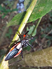 Acanthischium superbum