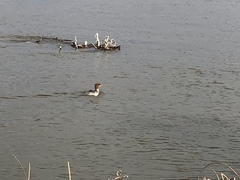 Mergus merganser