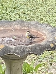 Setophaga coronata