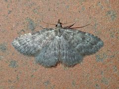 Orectis proboscidata