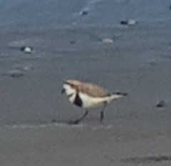 Charadrius falklandicus