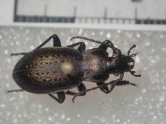 Carabus castanopterus