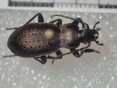 Carabus castanopterus