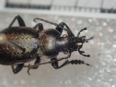 Carabus castanopterus