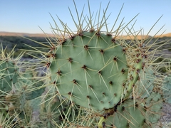 Opuntia aureispina