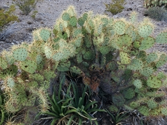 Opuntia aureispina