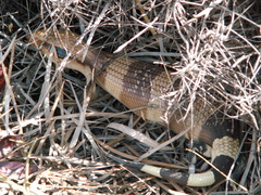 Tiliqua occipitalis