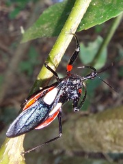 Acanthischium superbum