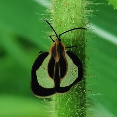 Eurypharsa nobilis
