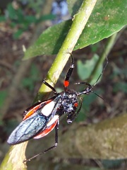 Acanthischium superbum