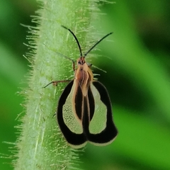 Eurypharsa nobilis
