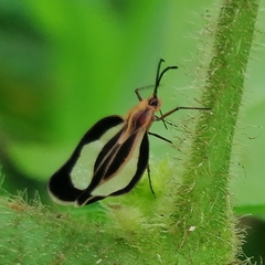 Eurypharsa nobilis