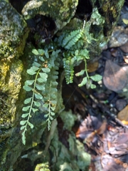 Asplenium dentatum