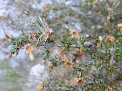 Purshia ericifolia