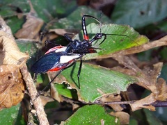 Acanthischium superbum