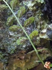 Asplenium dentatum