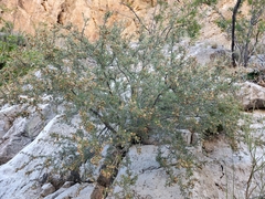 Purshia ericifolia