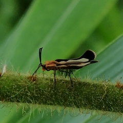 Eurypharsa nobilis