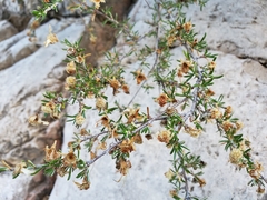 Purshia ericifolia