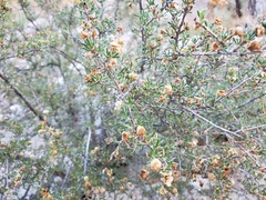 Purshia ericifolia