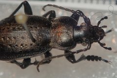 Carabus castanopterus