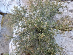 Purshia ericifolia