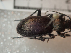 Carabus castanopterus