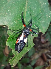 Acanthischium superbum