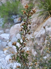 Purshia ericifolia