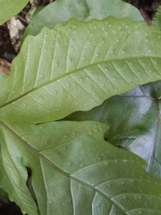 Tectaria heracleifolia