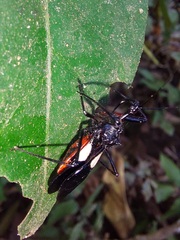 Acanthischium superbum