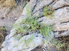 Carlowrightia