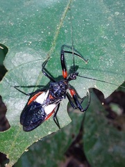 Acanthischium superbum