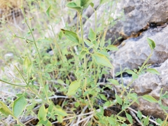 Carlowrightia