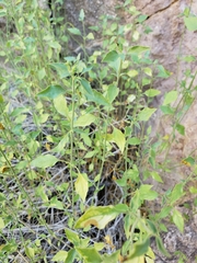 Carlowrightia