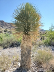 Yucca rostrata