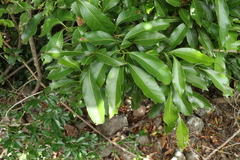 Casearia multinervosa