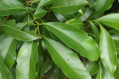 Casearia multinervosa